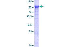 TTC39B Protein (AA 1-616) (GST tag)