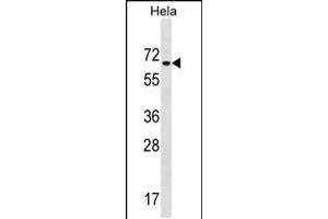 Western blot analysis in Hela cell line lysates (35ug/lane). (ZNF35 抗体  (AA 152-181))