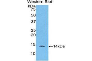 Western Blotting (WB) image for anti-Chemokine (C-C Motif) Ligand 24 (CCL24) (AA 27-119) antibody (ABIN1078374) (CCL24 抗体  (AA 27-119))