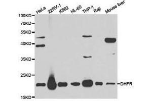 Western Blotting (WB) image for anti-Dihydrofolate Reductase (DHFR) antibody (ABIN1872261) (Dihydrofolate Reductase 抗体)