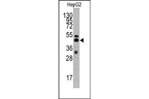 Image no. 1 for anti-Adenosylhomocysteinase (AHCY) (C-Term) antibody (ABIN357877) (AHCY 抗体  (C-Term))