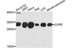 Western blot analysis of extracts of various cells, using COPE antibody. (COPE 抗体)