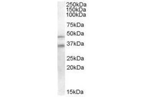 Image no. 1 for anti-GULP, Engulfment Adaptor PTB Domain Containing 1 (GULP1) (C-Term) antibody (ABIN374220) (GULP1 抗体  (C-Term))