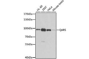 Western blot analysis of extracts of various cell lines, using QARS antibody. (QARS 抗体)