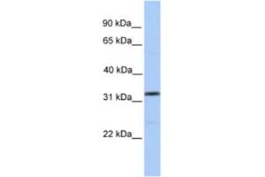 Western Blotting (WB) image for anti-Sprouty Homolog 3 (SPRY3) antibody (ABIN2463341) (SPRY3 抗体)