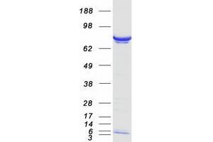 Western Blotting (WB) image for Protein Phosphatase, Mg2+/Mn2+ Dependent, 1G (PPM1G) (Transcript Variant 2) protein (Myc-DYKDDDDK Tag) (ABIN2729808)