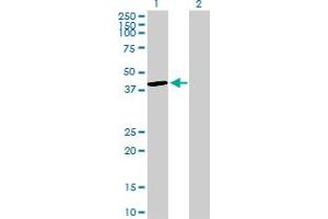 Western Blot analysis of DUSP4 expression in transfected 293T cell line by DUSP4 MaxPab polyclonal antibody. (DUSP4 抗体  (AA 1-394))