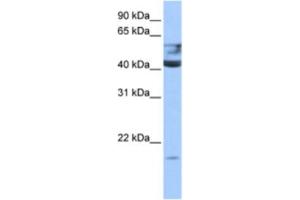 Western Blotting (WB) image for anti-Queuine tRNA-Ribosyltransferase 1 (QTRT1) antibody (ABIN2463239) (QTRT1 抗体)