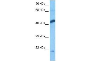 Host:  Rat  Target Name:  ENO1  Sample Tissue:  Rat Skeletal Muscle  Antibody Dilution:  1ug/ml (ENO1 抗体  (C-Term))