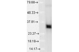 Western Blot analysis of Human HeLa cell lysates showing detection of HO-1 protein using Mouse Anti-HO-1 Monoclonal Antibody, Clone 1F12-A6 . (HMOX1 抗体  (AA 1-30) (Biotin))