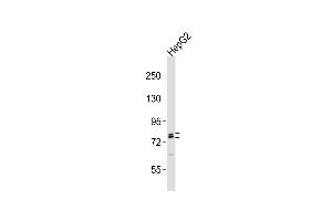 Anti-RFX4 Antibody (C-term)at 1:2000 dilution + HepG2 whole cell lysates Lysates/proteins at 20 μg per lane. (RFX4 抗体  (C-Term))