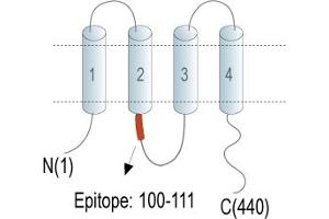 Representative domain view of the target of ABIN7235562. (Gap Junction Protein, gamma 2, 47kDa (GJC2) Peptide)