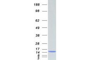 Western Blotting (WB) image for S100 Calcium Binding Protein A11 (S100A11) protein (Myc-DYKDDDDK Tag) (ABIN2731291)