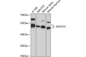 Western blot analysis of extracts of various cell lines, using DGCR14 antibody (ABIN6127806, ABIN6139562, ABIN6139563 and ABIN6217072) at 1:3000 dilution. (DGCR14 抗体  (AA 1-300))