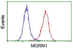 Flow cytometric Analysis of Hela cells, using anti-MGRN1 antibody (ABIN2454428), (Red), compared to a nonspecific negative control antibody, (Blue). (Mahogunin RING Finger Protein 1 抗体)