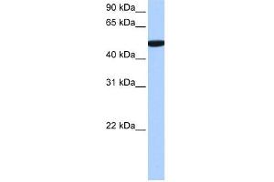 C1ORF55 antibody used at 0. (C1orf55 抗体  (C-Term))