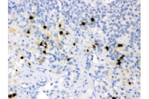 Anti- Lipocalin 2 Picoband antibody,IHC(P) IHC(P): Rat Spleen Tissue