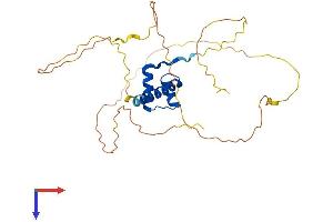 OTX2 Protein (AA 1-289) (His tag)
