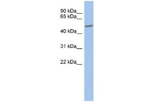 WB Suggested Anti-ZNF565 Antibody Titration:  0. (ZNF565 抗体  (Middle Region))