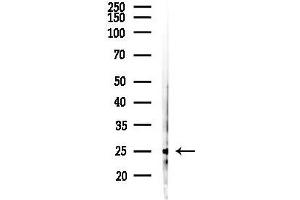 Western blot analysis of lysates from RAW264.