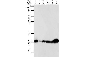 Western Blotting (WB) image for anti-NADH Dehydrogenase (Ubiquinone) Fe-S Protein 3, 30kDa (NADH-Coenzyme Q Reductase) (NDUFS3) antibody (ABIN2430525) (NDUFS3 抗体)