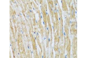 Immunohistochemistry of paraffin-embedded Mouse heart using BAG3 Polyclonal Antibody at dilution of 1:100 (40x lens). (BAG3 抗体)