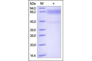 Biotinylated Human CD19, Fc tag on SDS-PAGE under reducing (R) condition.