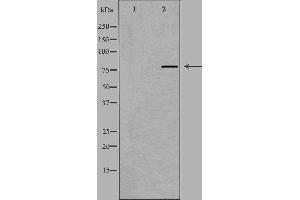 Western blot analysis of extracts from RAW264. (GCFC2 抗体)