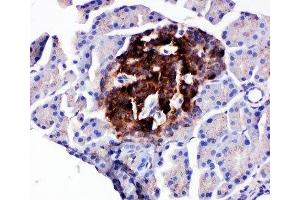 IHC-P testing of rat pancreas tissue (WISP1 抗体  (C-Term))