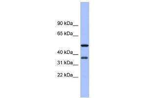 EIF2S1 antibody used at 1 ug/ml to detect target protein. (EIF2S1 抗体  (N-Term))