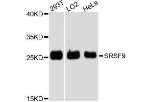 Western blot analysis of extracts of various cell lines, using SRSF9 antibody. (SFRS9 抗体  (AA 1-221))