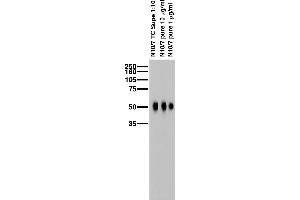 Adult rat brain membrane immunoblot.