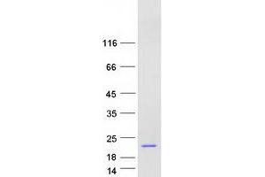 Western Blotting (WB) image for Neudesin (NENF) (Transcript Variant 1) protein (Myc-DYKDDDDK Tag) (ABIN2727111)