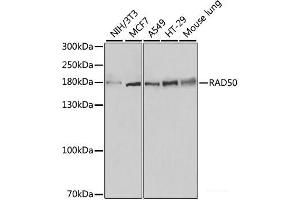 Western blot analysis of extracts of various cell lines using RAD50 Polyclonal Antibody at dilution of 1:500. (RAD50 抗体)