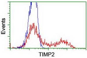 HEK293T cells transfected with either RC209796 overexpress plasmid (Red) or empty vector control plasmid (Blue) were immunostained by anti-TIMP2 antibody (ABIN2455372), and then analyzed by flow cytometry. (TIMP2 抗体)