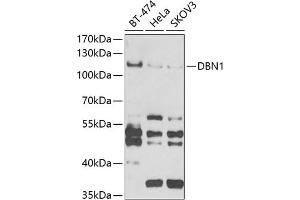 Western blot analysis of extracts of various cell lines, using DBN1 antibody (ABIN6129572, ABIN6139424, ABIN6139425 and ABIN6221983) at 1:1000 dilution. (DBN1 抗体  (AA 350-649))