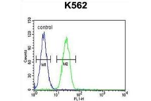 TBX6 Antibody (C-term) flow cytometric analysis of K562 cells (right histogram) compared to a negative control cell (left histogram). (T-Box 6 抗体  (C-Term))