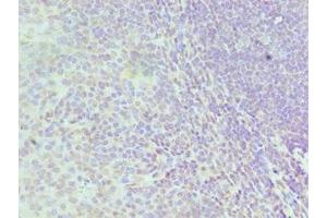 Immunohistochemistry of paraffin-embedded human tonsil tissue using ABIN7155102 at dilution of 1:100 (HNRNPD/AUF1 抗体  (AA 1-306))