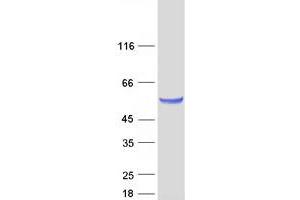 Secernin 1 (SCRN1) (Transcript Variant 2) protein (Myc-DYKDDDDK Tag)