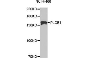 Western blot analysis of extracts of NCI-H460 cells, using PLCB1 antibody. (Phospholipase C beta 1 抗体)