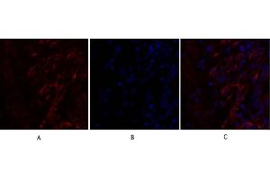 Immunofluorescence analysis of human lung tissue. (Caveolin-1 抗体  (AA 100-180))