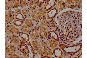 IHC image of ABIN7167184 diluted at 1:100 and staining in paraffin-embedded human kidney tissue performed on a Leica BondTM system. (RASL11B 抗体  (AA 1-248))