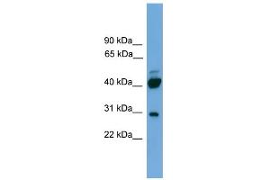WB Suggested Anti-PRR5 Antibody Titration: 0.