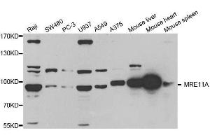 Western blot analysis of extracts of various cell lines, using MRE11A antibody. (Mre11 抗体  (AA 1-205))