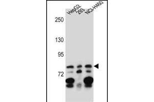 ZN Antibody (C-term) (ABIN657163 and ABIN2837903) western blot analysis in HepG2,293,NCI- cell line lysates (35 μg/lane). (ZNF555 抗体  (C-Term))