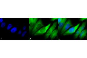 Immunocytochemistry/Immunofluorescence analysis using Mouse Anti-Hsp90 alpha/beta Monoclonal Antibody, Clone K41220A (ABIN361715 and ABIN361716). (HSP90 alpha/beta 抗体  (AA 291-304))
