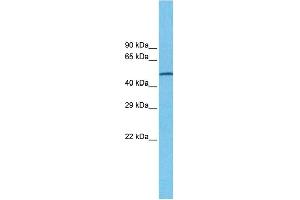 Host:  Rabbit  Target Name:  CHRNA7  Sample Type:  MDA-MB-435S Cell lysates  Antibody Dilution:  1. (CHRNA7 抗体  (N-Term))