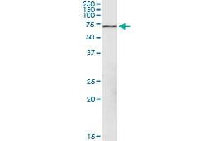 Western Blotting (WB) image for anti-Fucose-1-Phosphate Guanylyltransferase (FPGT) (AA 1-594) antibody (ABIN948733)