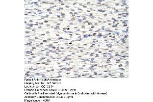 Rabbit Anti-RBM8A Antibody  Paraffin Embedded Tissue: Human Heart Cellular Data: Myocardial cells Antibody Concentration: 4. (RBM8A 抗体  (N-Term))