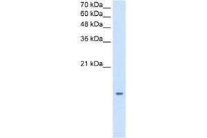 Western Blotting (WB) image for anti-Microsomal Glutathione S-Transferase 2 (MGST2) antibody (ABIN2462839) (MGST2 抗体)
